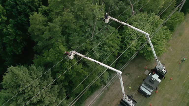 Trusted Greenville, PA Tree Care  Experts