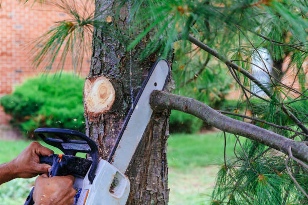 How Our Tree Care Process Works  in  Greenville, PA